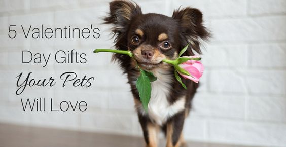 5 Valentine’s Day Gifts Your Pets Will Love